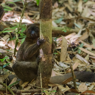 Ranomafana - Greater bamboo lemur